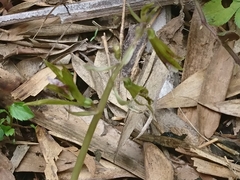 Nervilia concolor