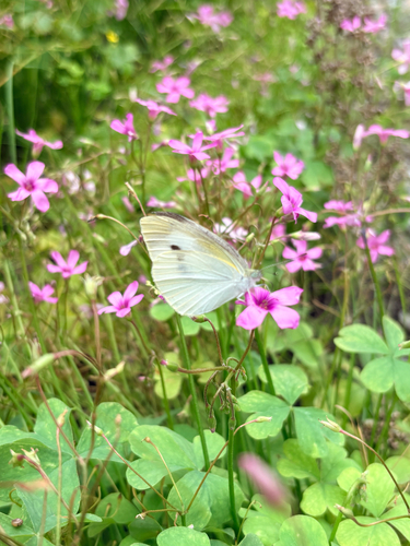 Small White