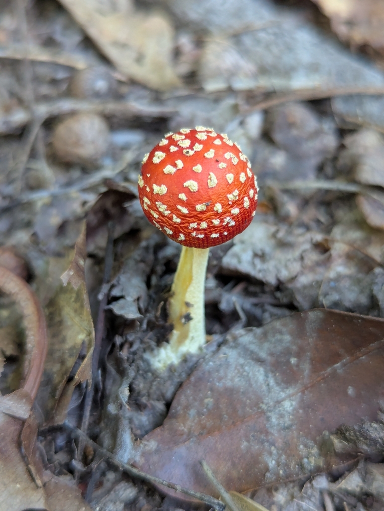 False Caesar's Mushroom · July 2026 · photo: Photo: (c) Drew Palmer, some rights reserved (CC BY) · iNaturalist