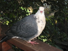 White-Headed Pigeon photo 5