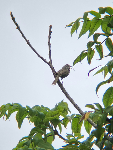 Japanese Bush Warbler