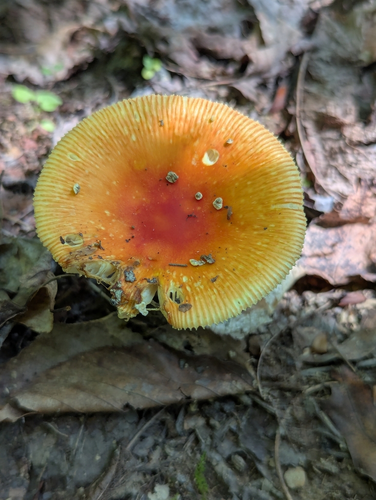 False Caesar's Mushroom · July 2026 · photo: Photo: (c) Drew Palmer, some rights reserved (CC BY) · iNaturalist