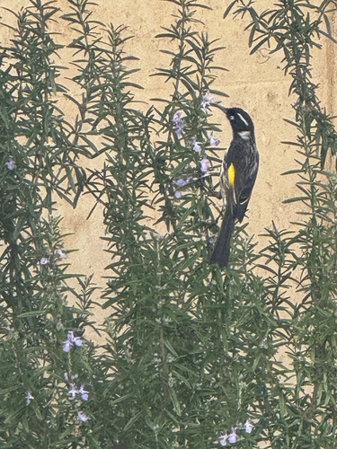 New Holland Honeyeater