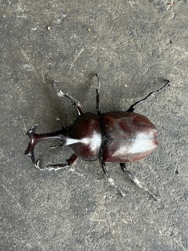 Trypoxylus dichotomus dichotomus
