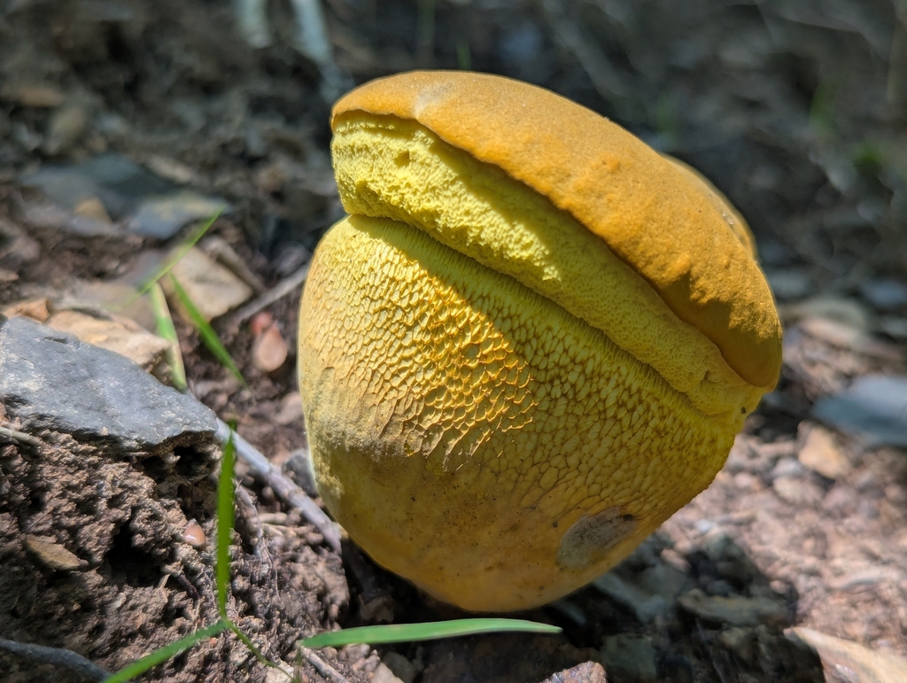 Ornate-stalked bolete · July 2026 · photo: Photo: (c) Drew Palmer, some rights reserved (CC BY) · iNaturalist