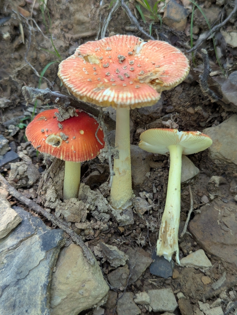 False Caesar's Mushroom · July 2026 · photo: Photo: (c) Drew Palmer, some rights reserved (CC BY) · iNaturalist