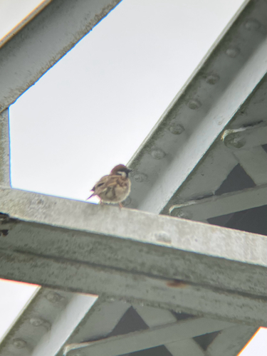 Eurasian Tree Sparrow
