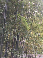 Phyllostachys edulis