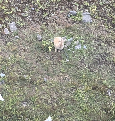 Domestic Rabbit