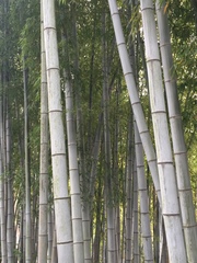 Phyllostachys edulis