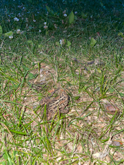no rights reserved American Toad