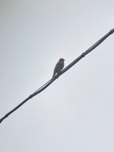 Brown-eared Bulbul (amaurotis)
