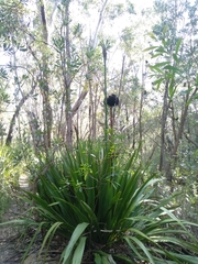 Doryanthes excelsa