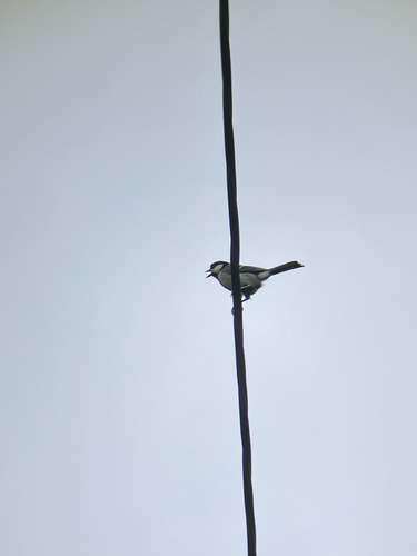 Asian Tit