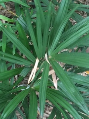 Trachycarpus fortunei