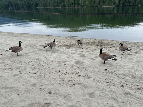 Canada Goose