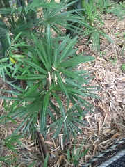 Trachycarpus fortunei