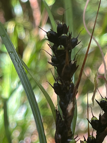 Gahnia aspera observed 2026-07-01