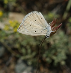 Polyommatus admetus