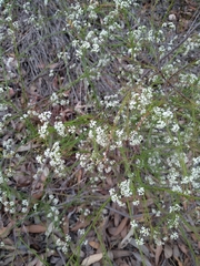 Platysace linearifolia