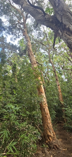 Melaleuca quinquenervia observed 2026-07-03
