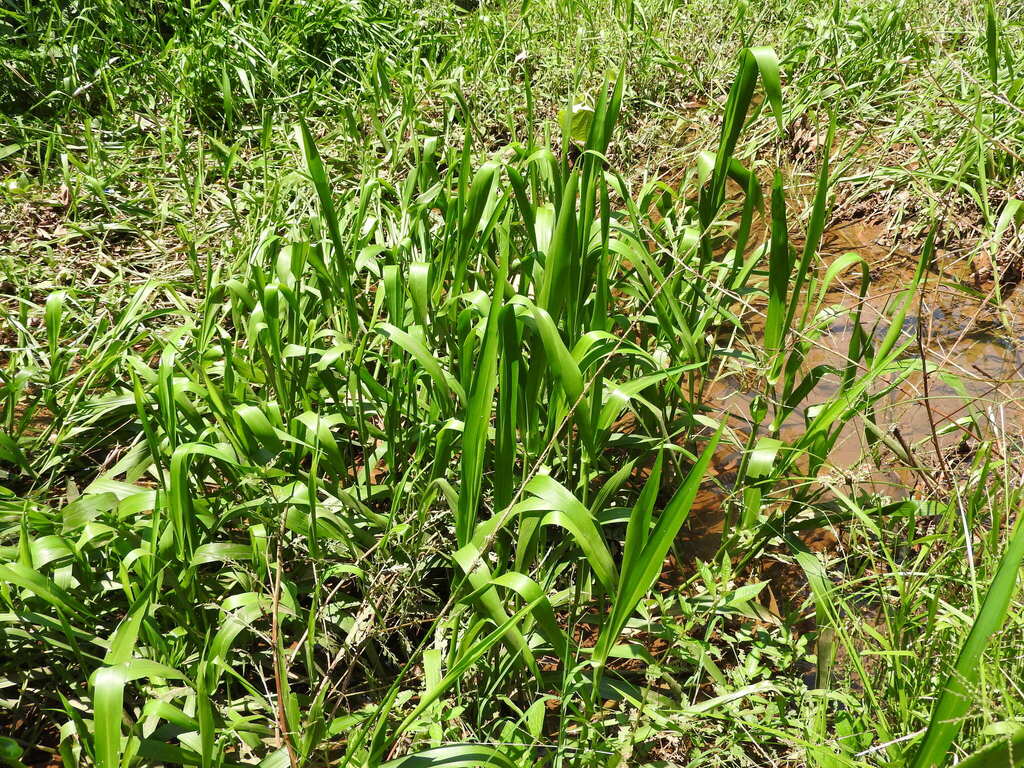 Hymenachne amplexicaulis; photograph (c) Alexis López Hernández, some rights reserved (CC BY)