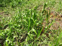 Hymenachne amplexicaulis