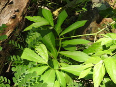 Costus pictus, photograph (c) Alexis López Hernández, some rights reserved (CC BY)