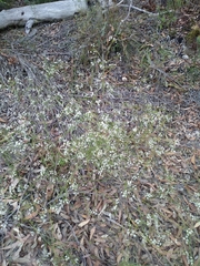 Platysace linearifolia