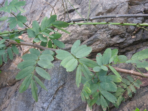 Machaerium biovulatum observed 2026-06-24