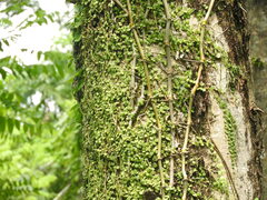 (c) Alexis López Hernández, some rights reserved (CC BY) Peperomia cyclophylla, photograph (c) Alexis López Hernández, some rights reserved (CC BY)