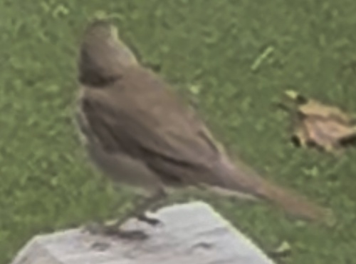 Hermit Thrush