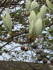 Aria edulis