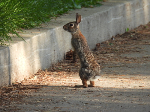 Eastern Cottontail photographed in Minnesota
