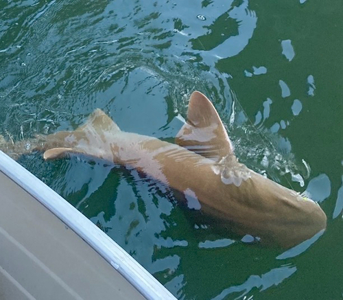 Nurse Shark