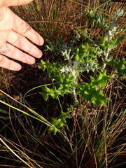 Berkheya heterophylla radiata