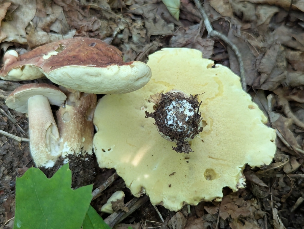 lilac bolete · July 2026 · photo: Photo: (c) Drew Palmer, some rights reserved (CC BY) · iNaturalist