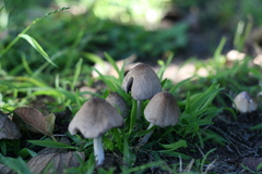Fungi