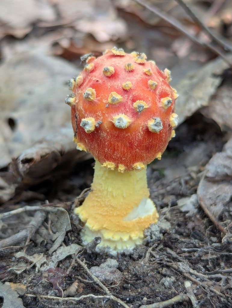 False Caesar's Mushroom · July 2026 · photo: Photo: (c) Drew Palmer, some rights reserved (CC BY) · iNaturalist