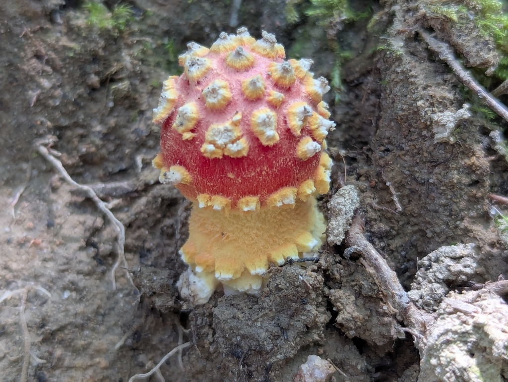 False Caesar's Mushroom · July 2026 · photo: Photo: (c) Drew Palmer, some rights reserved (CC BY) · iNaturalist