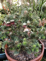 Erica recurvata