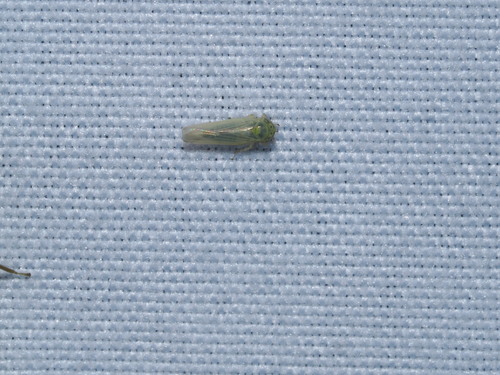 Aster Leafhopper photo 2
