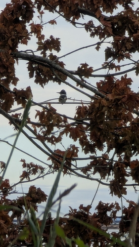 Belted Kingfisher