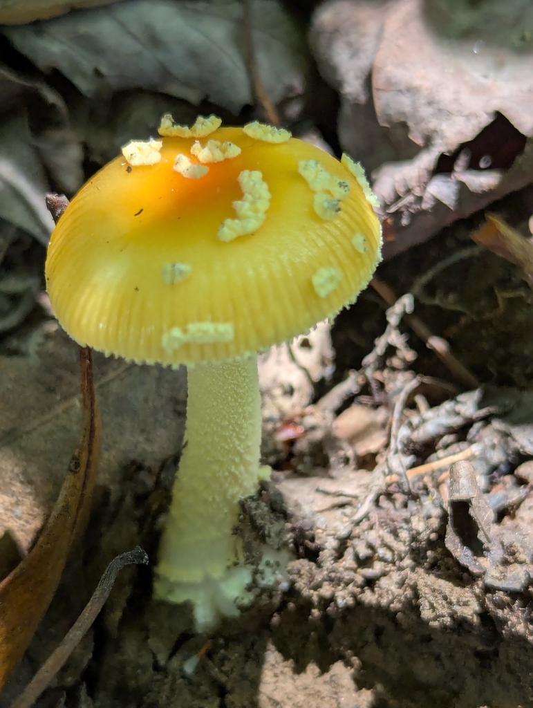 False Caesar's Mushroom · July 2026 · photo: Photo: (c) Drew Palmer, some rights reserved (CC BY) · iNaturalist