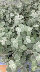 Helichrysum petiolare