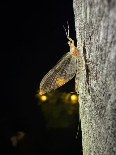 Oriental Mayfly