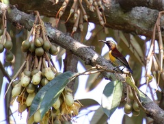Leptocoma sperata