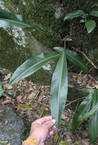 Philodendron crassinervium, photograph 2