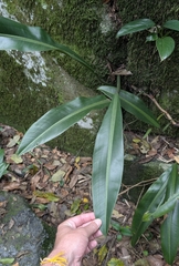 Philodendron crassinervium, photograph (c) Josh Baryia, some rights reserved (CC BY)