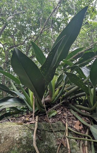 Philodendron crassinervium, photograph 3